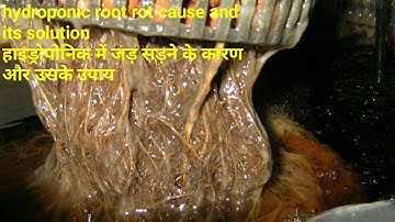 Hydroponic Root rot cause and its solution