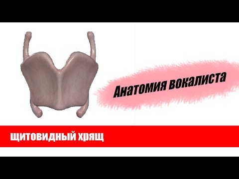 Видео: Что делает перстневидный хрящ?