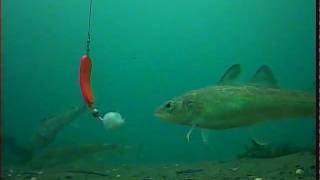 Подводная съёмка наваги. Рыбалка на реке Найба. Остров Сахалин.