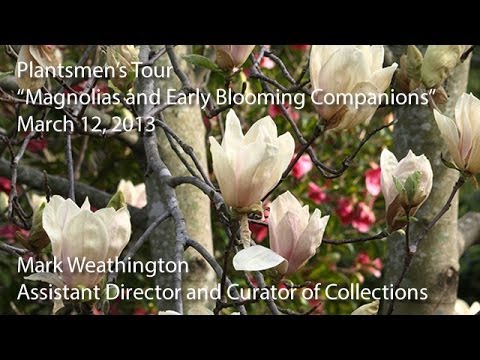 Video: Magnoliju koku pavadoņi - uzziniet par augiem, kas saderīgi ar magnolijām