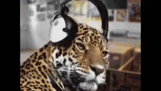 Crazy Cat Show By Eldorado Theme Art