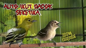 PANCINGAN WAJIB AGAR SIRTU BAHAN CEPAT MAU BUNYI DAN MERANGSANG SIRTU OMBYOKAN CEPAT GACOR