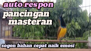 SOGON GACOR || PANCINGAN/MASTERAN sogon bahan auto naik emosi