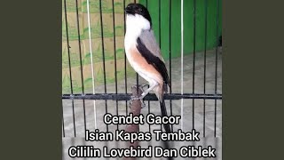 Download Lagu Soundnof bird Download Lagu Soundnof bird