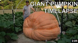 2480 lb Giant Pumpkin Timelapse - aka -Bear Swipe- - Winner of Topsfield Fair - Ali Ramay Official