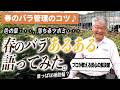 【バラの育て方】春のバラ管理のコツ♪2026年の春バラシーズン到来!「あるある!」について語ってみた。(2026年5月8日)