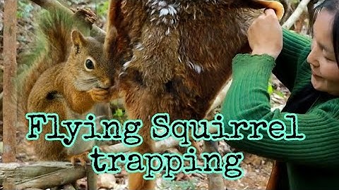 FLYING SQUIRREL TRAPPING | DIY catch alive trap..