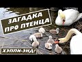 Лебеди озадачили! Где был птенец? Часть 1.