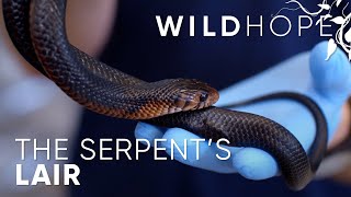 These Two Reptiles Keep an Entire Pine Forest Held Together | WILD HOPE