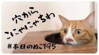 本日のぬこ195【猫の隠れ家に穴をあけたら…】