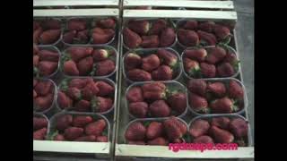 RGDMAPE Fresh Produce Solutions Berries