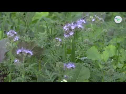 Video: Oor Die Gebruik Van Groenbemesting In Aartappelkweek