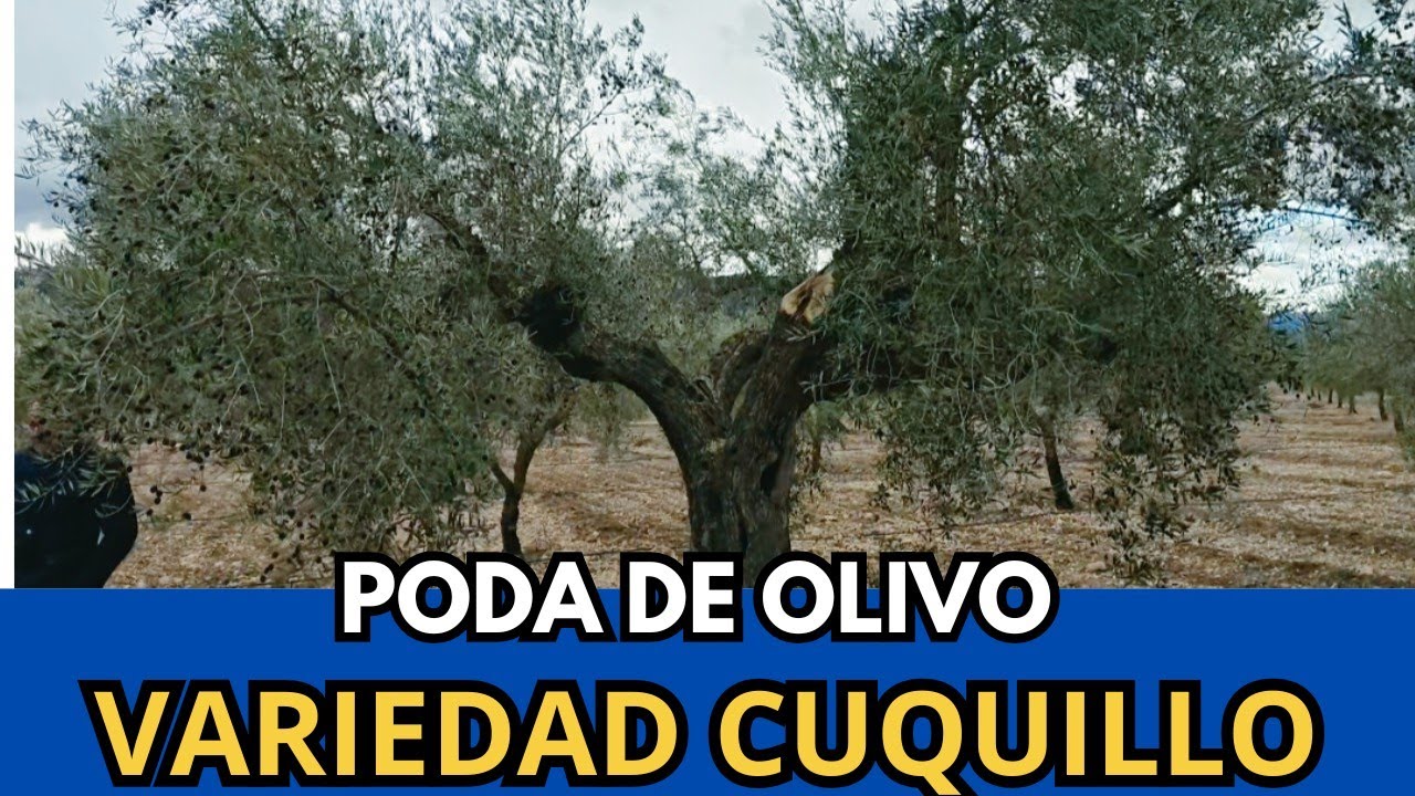 🟥 Villena: Poda de Olivo Cuquillo Centenario