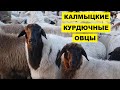 Разведение овец калмыцкой породы как бизнес идея | Овцеводство | Курдючные калмыцкие овцы