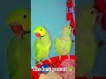 Parrot sound🫶🏻मैं मिथु #viral #mithu hu #youtubeshorts #trend#shorts #talkingparot #promotion#viral