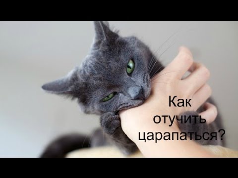 Как отучить котенка царапаться