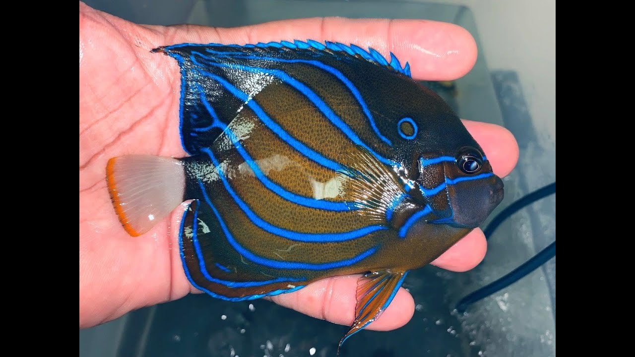 Image - Pomacanthus annularis (Blue Ring Angelfish) | BioLib.cz