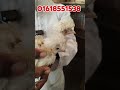 কদম ফুল ওয়ালা মুরগি। kodom full oala murgi.