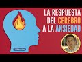 La respuesta del cerebro a la ansiedad