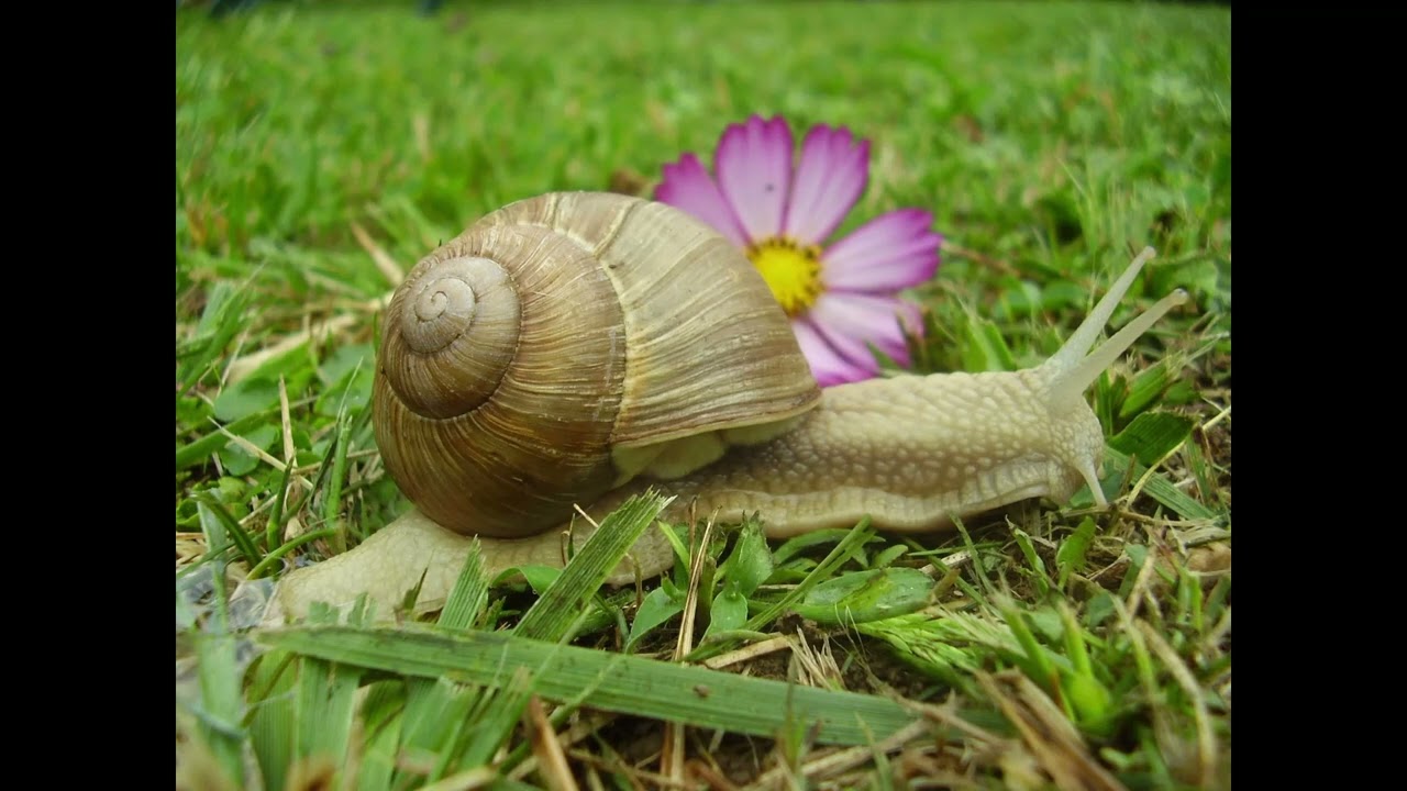 chanson des escargots qui vont à l'enterrement - Prévert