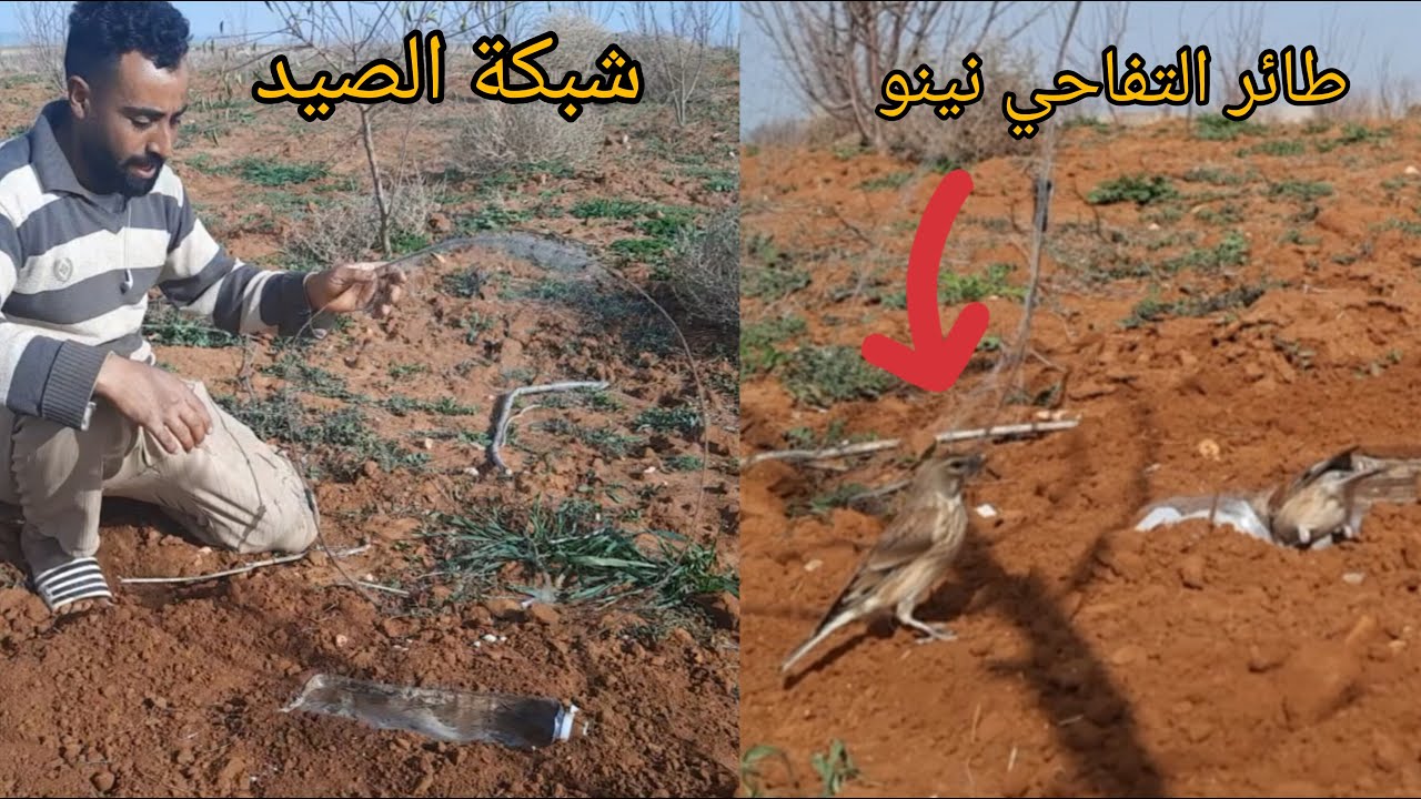 كيفية صيد الطيور بالاستخدام الشبكة | طريقة صيد العصافير