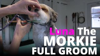 Dog Grooming Morkie (Luna)