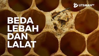 Kajian Islam - Beda Lebah dan Lalat - Ustadz Abdullah Zaen, Lc., M.A.