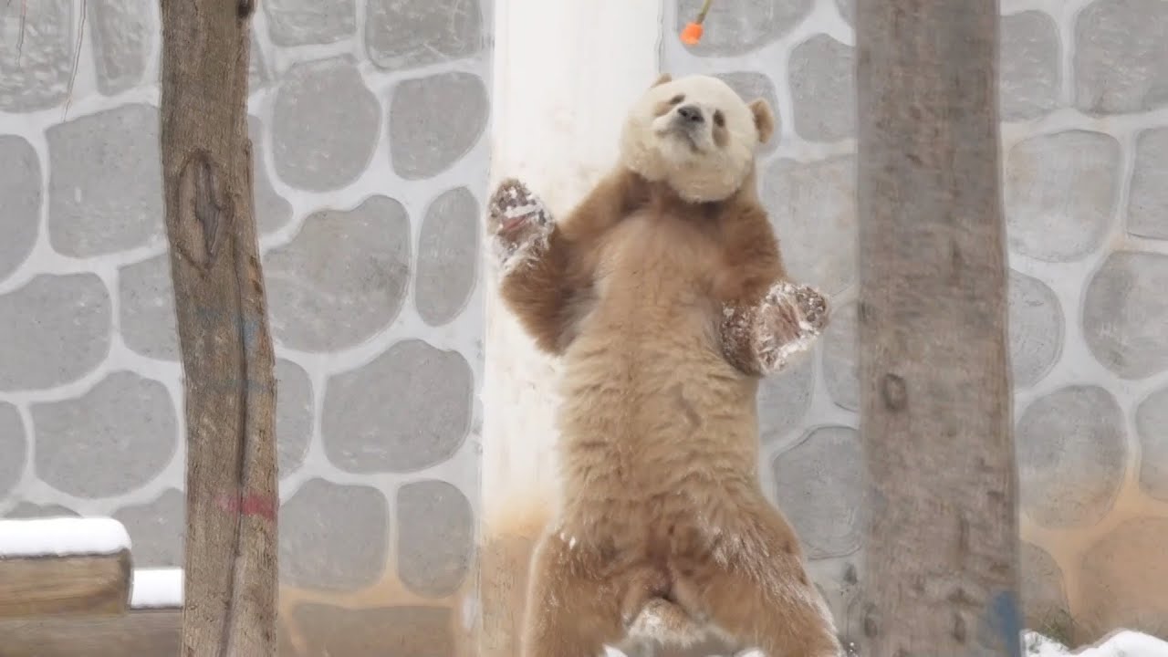 World's only captive brown panda takes more exercise for upcoming breeding season