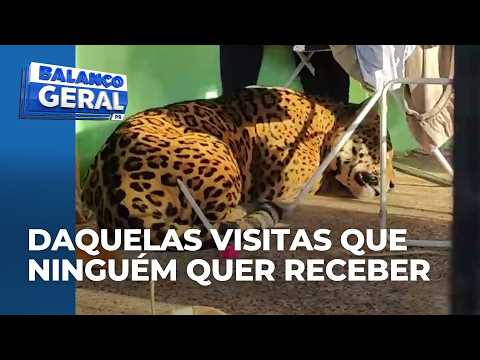 Jaguar found under clothesline at home in Foz do Iguaçu