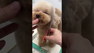 Round Teddy Bear Cut ✂︎| Cute Toy Poodle Grooming