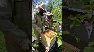 Уже губу раскатили ! #пчеловодство #beekeeper #bee #beekeeping #пчёлы #honey #2024