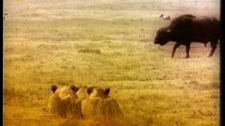 Lions the King of Kings of the animal kingdom. by tigerprides 12,343 views 15 years ago 7 minutes, 59 seconds