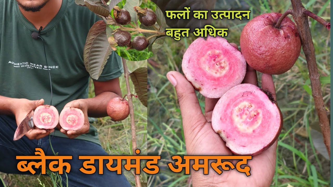 ब्लैक डायमंड अमरूद//Thai Black Diamond Guava Farming