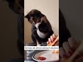 Funny cat faces when they are caught in mischief #CaughtInTheAct #FunnyPets