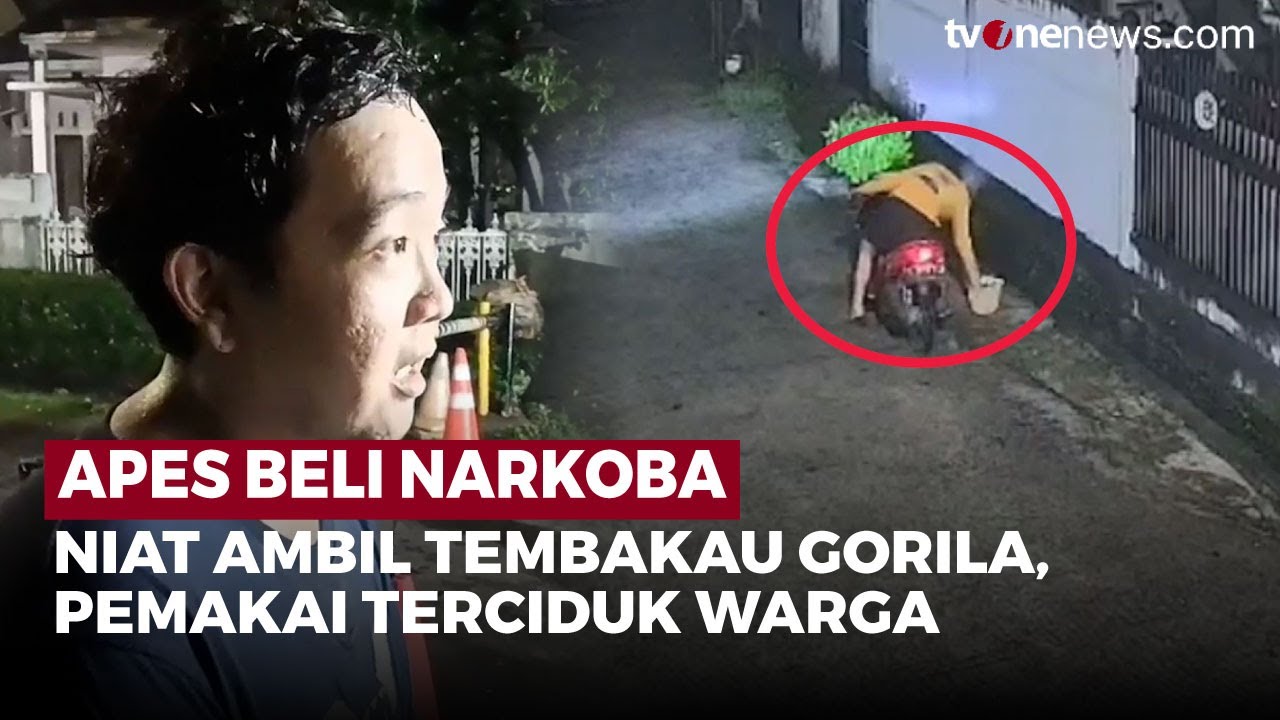 Tembakau Gorila Gagal Dibawa Pulang, Transaksi Barang Haram Dipergoki Warga | OneNews Update