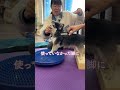 脚に不調のあるわんちゃんが発症しやすい前のめり姿勢に対するリハビリ紹介 #オムニア自然療法ペットクリニック #リハビリ #パテラ