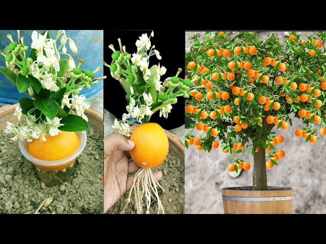 Easy way to grow orange trees with orange and banana  100% success with banana class=