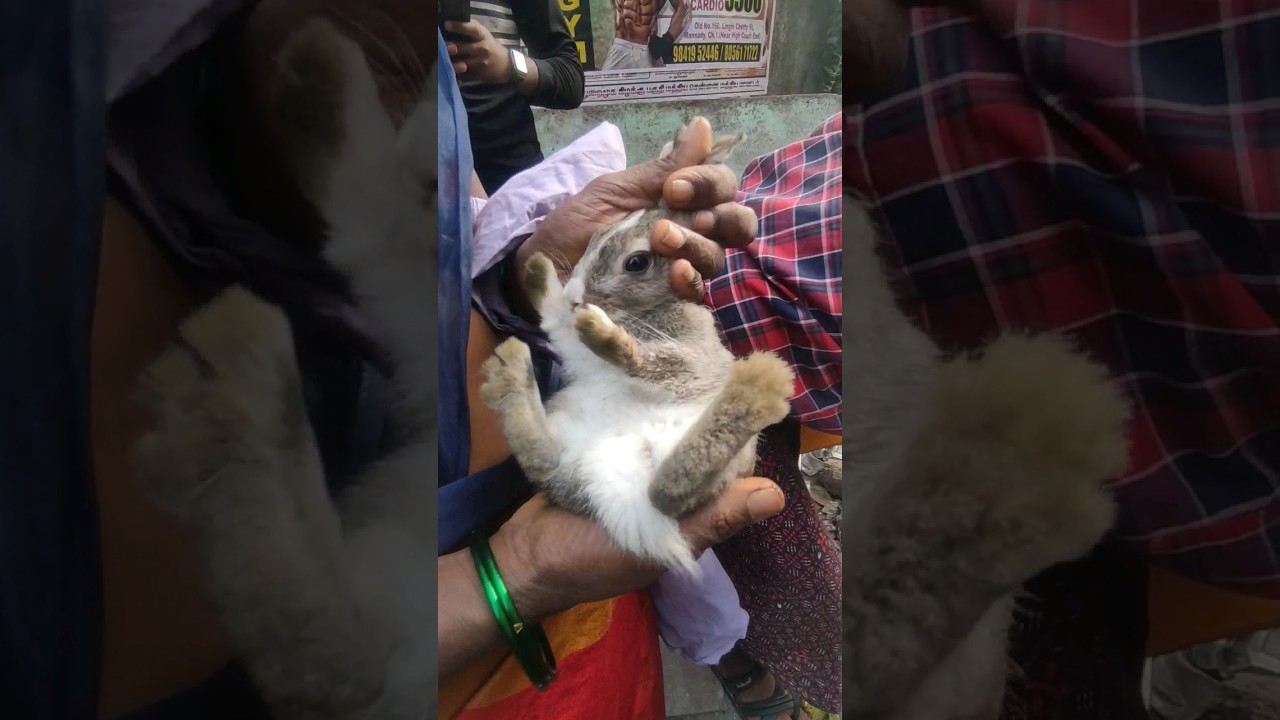 cute Rabbit Sale in Chennai 