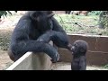 (2019/9)ゲンタロウとキンタロウ 14⭐️ゴリラ【京都市動物園】Gorilla  brothers gentaro & kintaro 14