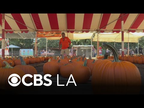 Families push through sweltering SoCal heat to visit local pumpkin patches