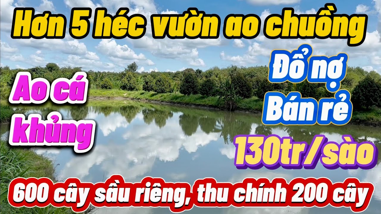 Nhà vườn Sầu riêng 7 năm tuổi. Ao thu hàng tấn cá mỗi năm. Suối bao quanh.Thu hơn tỉ/năm.chỉ 130tr/s