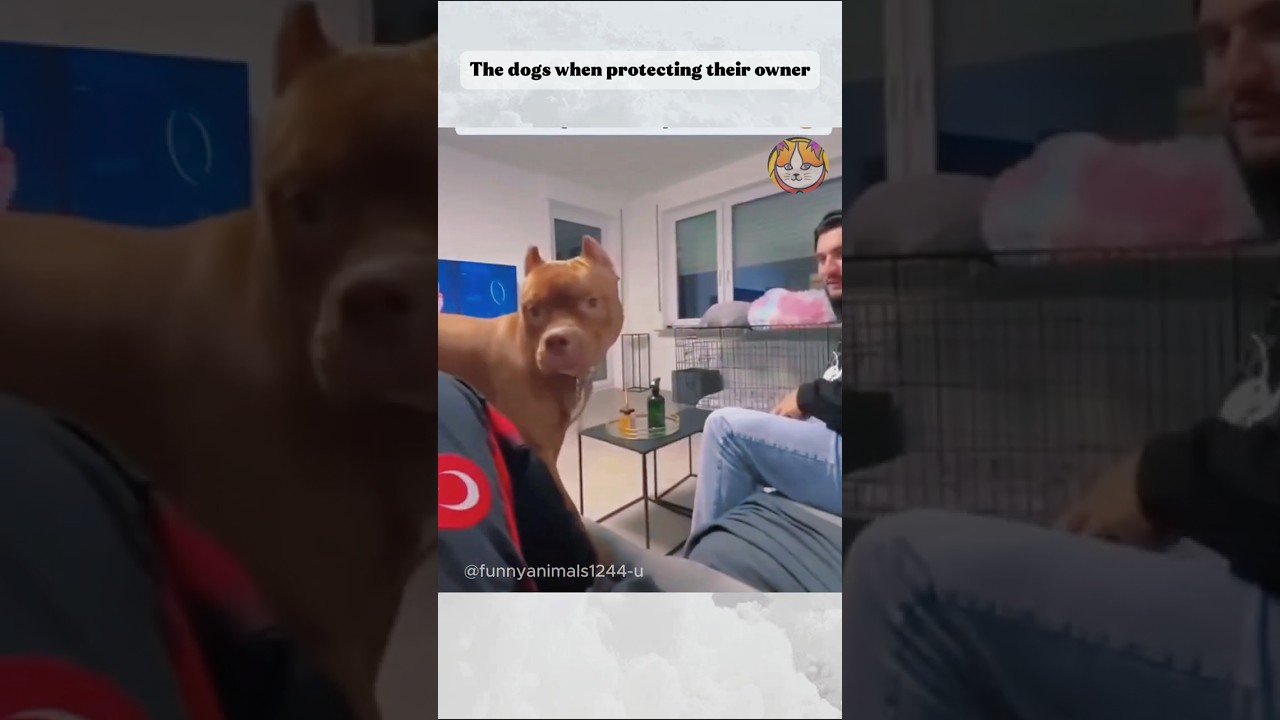 The dogs when protecting their owner 
