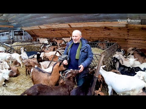 Козья ферма Сергея Коршунова