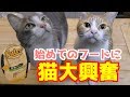 【キャットフード】Nutroはおやつにもなる？