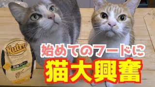 【キャットフード】Nutroはおやつにもなる？