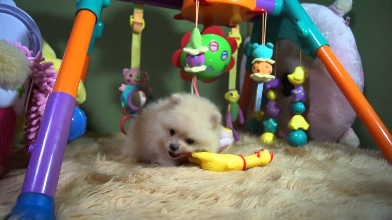 極小サイズのポメラニアンの子犬 Dog Heart 木口美子