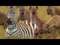 ❗️Shaky Footage❗️Pregnant Zebra Mares Battle At Kruger National Park...!