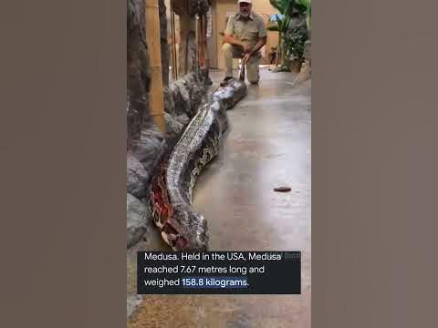 🐍Green Anaconda vs Reticulated Python By Wild Battles - YouTube