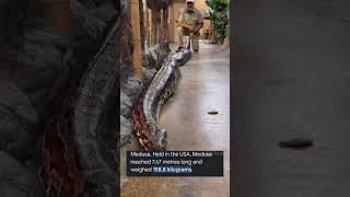 🐍Green Anaconda vs Reticulated Python By Wild Battles