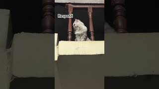 Respond in 3 words 😹🤌🏻#catshorts #funnycat #catvideos #cutecat #viralshorts #cute #kitten #cat